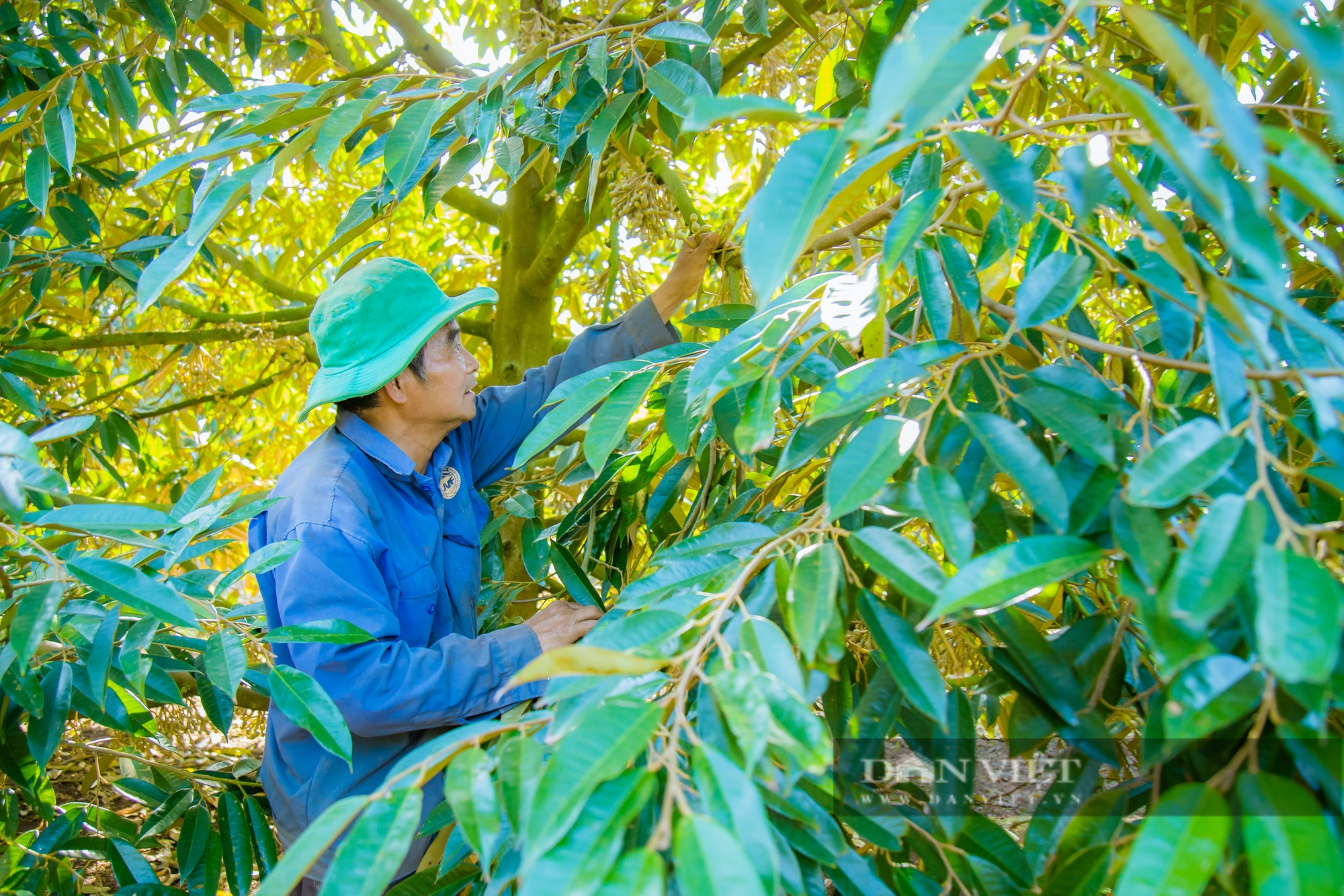 Nỗi buồn vui lẫn lộn của nông dân trồng tiêu tại Đắk Lắk - Ảnh 7.